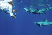 swimming with dolphins on oahu swimming with dolphins on oahu