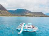 Dolphins and You - Wild Dolphin Watch & Snorkel Dolphins and You - Wild Dolphin Watch & Snorkel