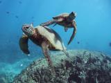 Dolphins and You - Wild Dolphin Watch & Snorkel Dolphins and You - Wild Dolphin Watch & Snorkel