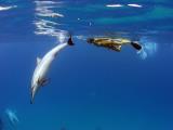 kona dolphin cruise kona dolphin cruise