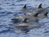 lahaina dolphin watch cruise