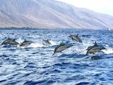 maui adventure cruises maui adventure cruises