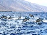 maui adventure cruises