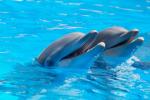 Royal Dolphin Swim