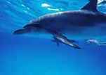 Big Island Dolphin Encounters